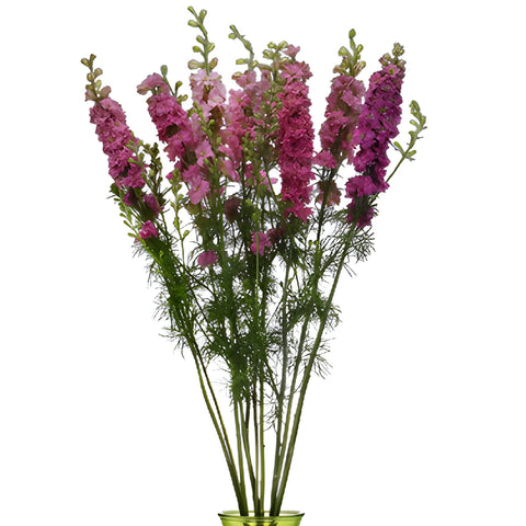 Larkspur Hot Pink Flower