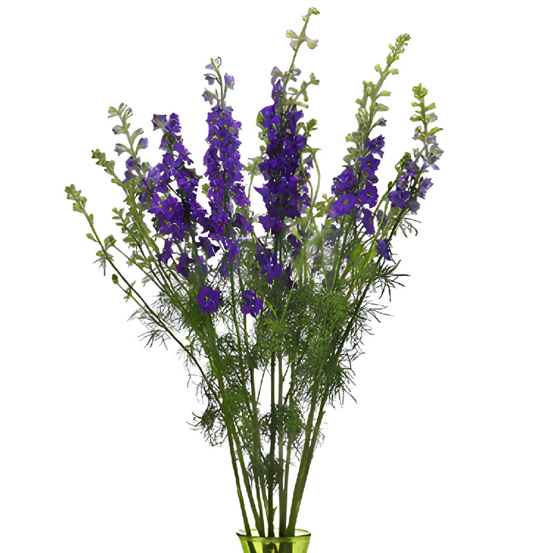 Larkspur Violet Flower