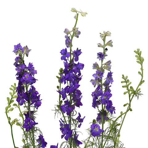 Larkspur Violet Flower