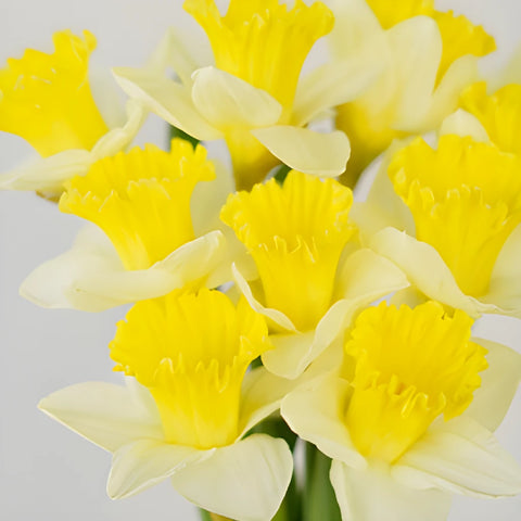 White and Yellow Daffodil Flowers