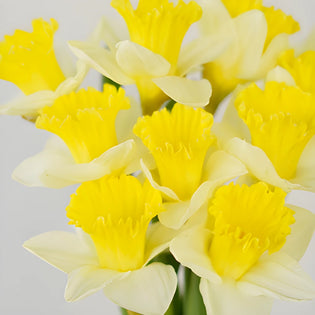 White and Yellow Daffodil Flowers