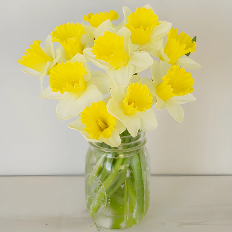 White and Yellow Daffodil Flowers