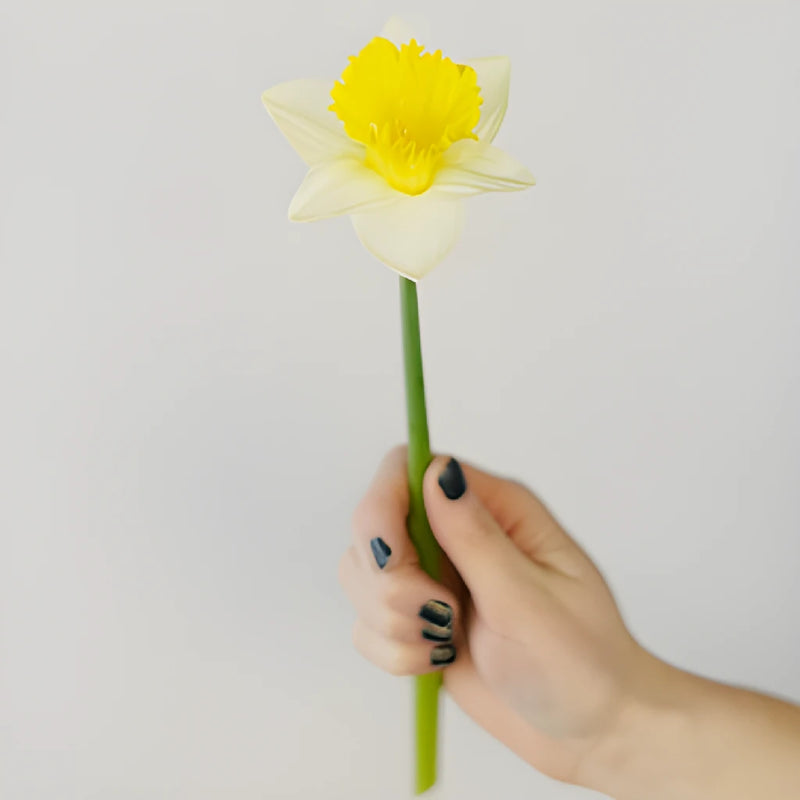 White and Yellow Daffodil Flowers