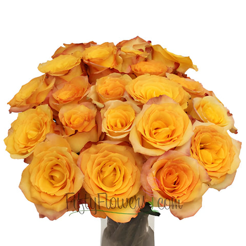 Latin Beauty Sunset Rose