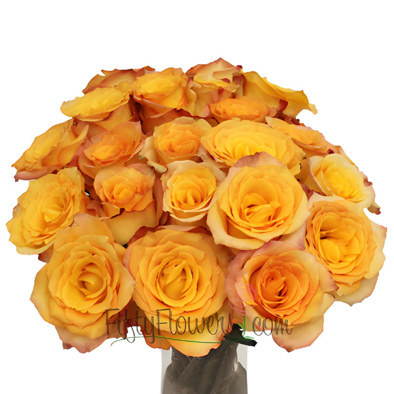 Latin Beauty Sunset Rose