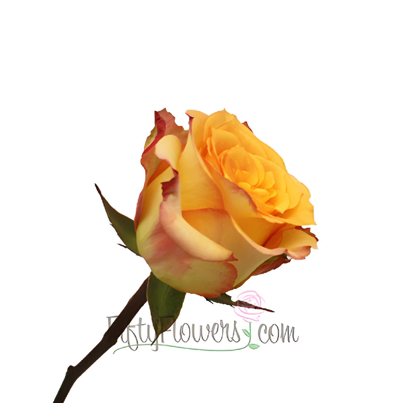 Latin Beauty Sunset Rose