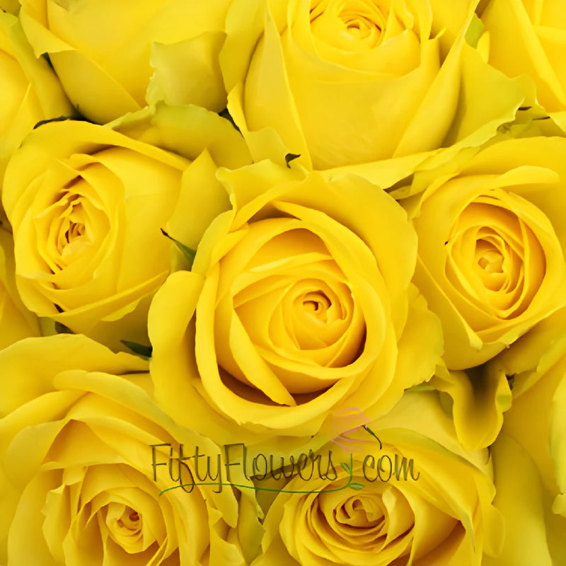 Latina Yellow Rose