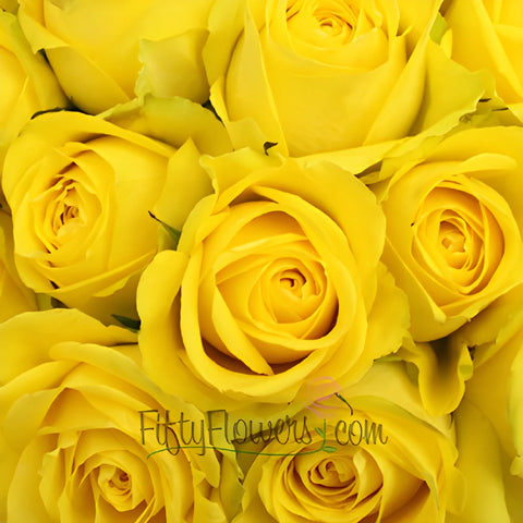 Latina Yellow Rose