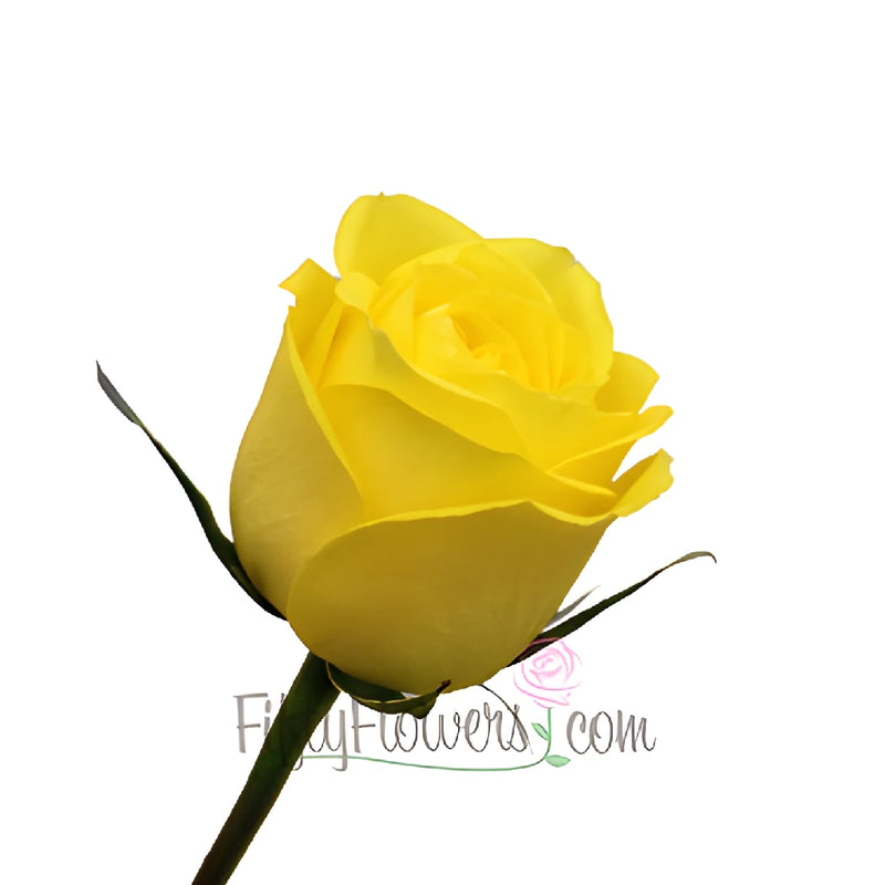 Latina Yellow Rose