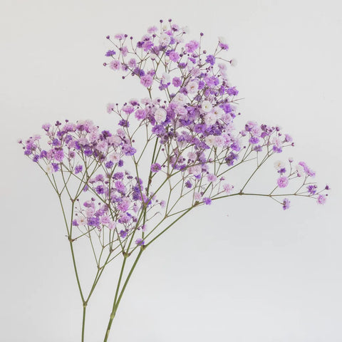 Lavender Airbrushed Baby's Breath Flower Stem - Image