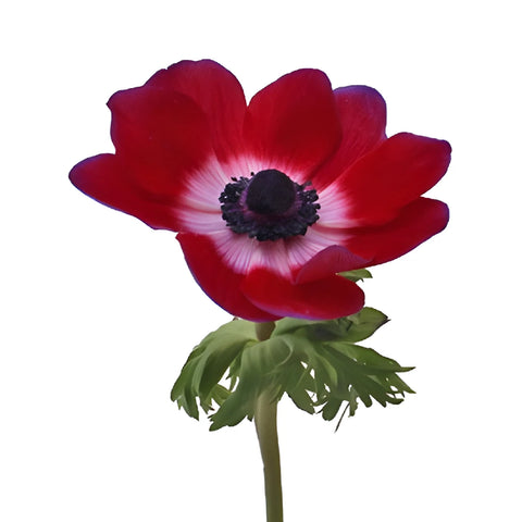 Lavender Anemone Wholesale Flower Stem