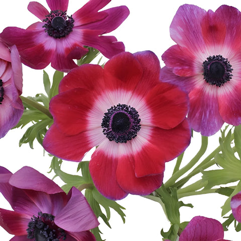 Lavender Anemone Wholesale Flower Upclose