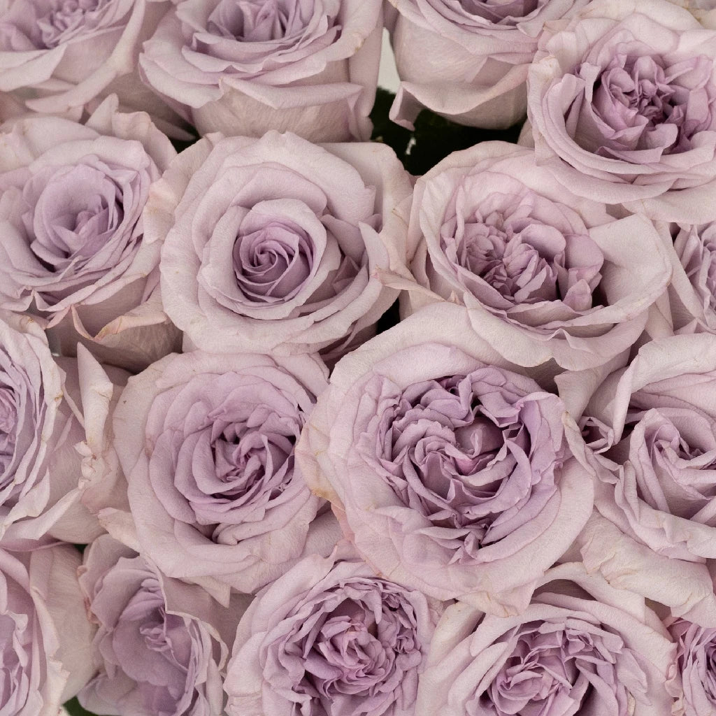 Buy Wholesale Lavender Arya Garden Rose in Bulk - FiftyFlowers