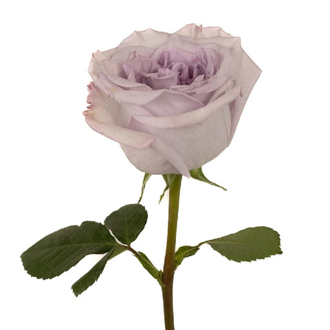 Lavender Arya Rose Stem - Image