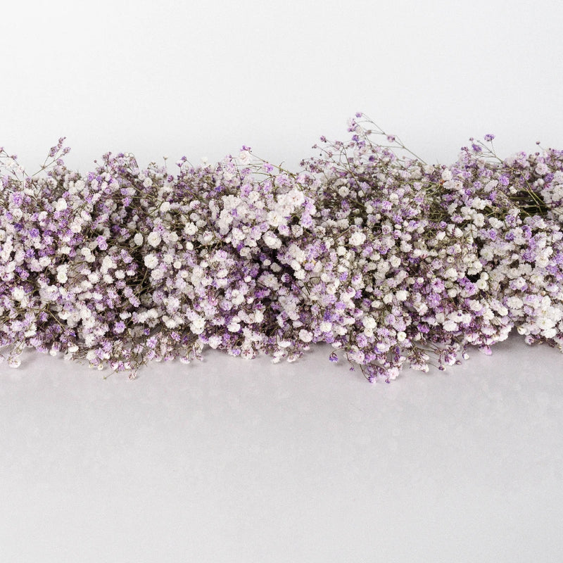 lavender flower garland Buy Wholesale Lavender Tinted Baby's Breath Garland in Bulk