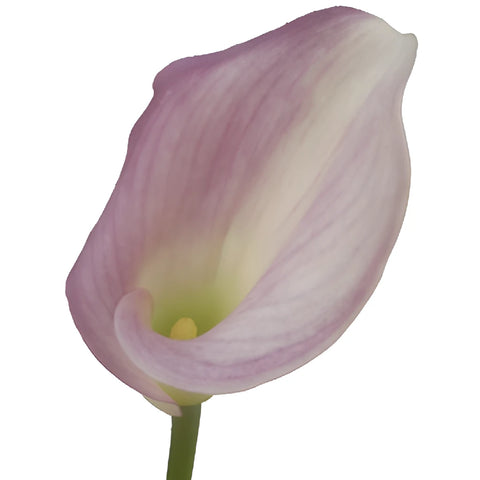 Lavender Blush Mini Calla Lily Flower
