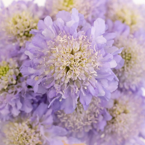 Lavender Blush Scabiosa Flower Close Up - Image