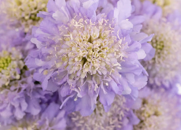 Lavender Blush Scabiosa Flower Close Up - Image