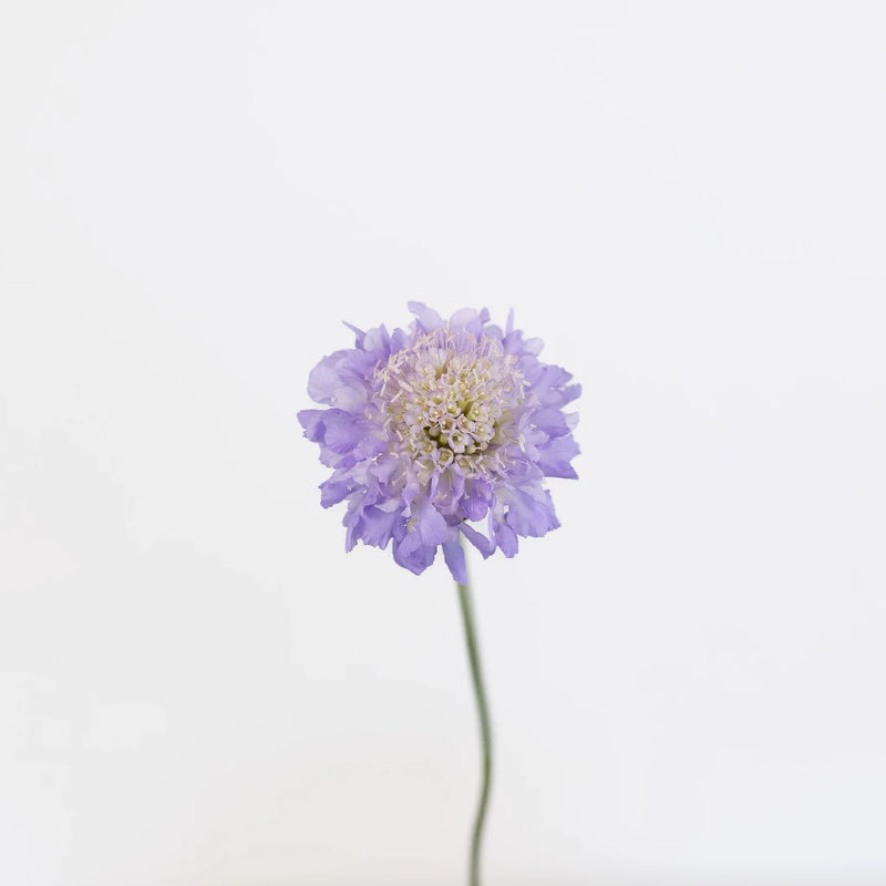 Lavender Blush Scabiosa Flower Stem - Image