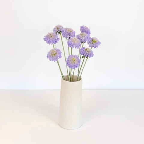 Lavender Blush Scabiosa Flower Vase - Image