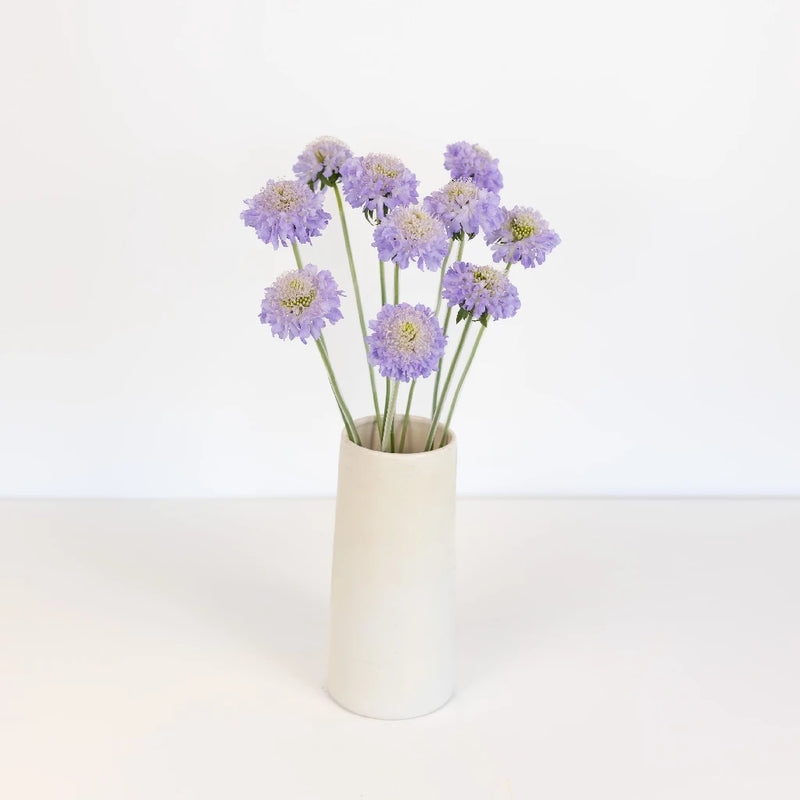 Lavender Blush Scabiosa Flower Vase - Image
