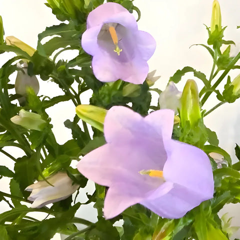Lavender Campanula Bellflowers Close Up - Image