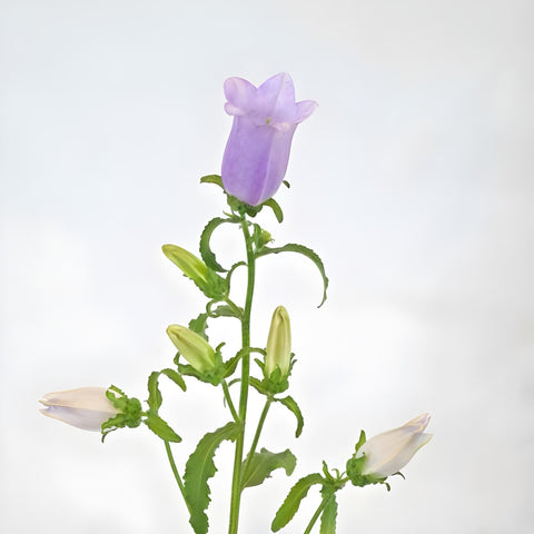 Lavender Campanula Bellflowers Stem - Image