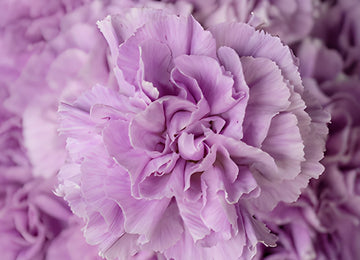 Lavender Wholesale Carnations Up close