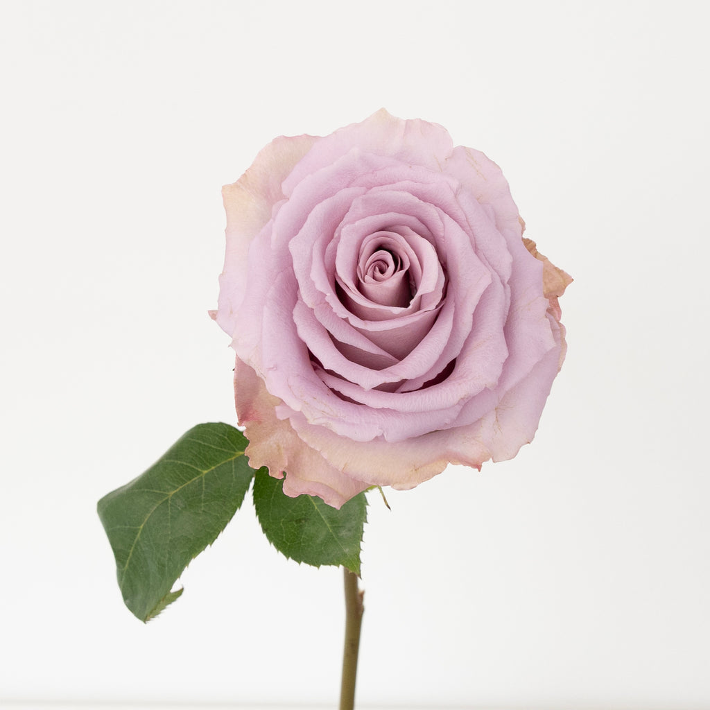 Buy Wholesale Lavender Cooldown Novelty Rose in Bulk - FiftyFlowers