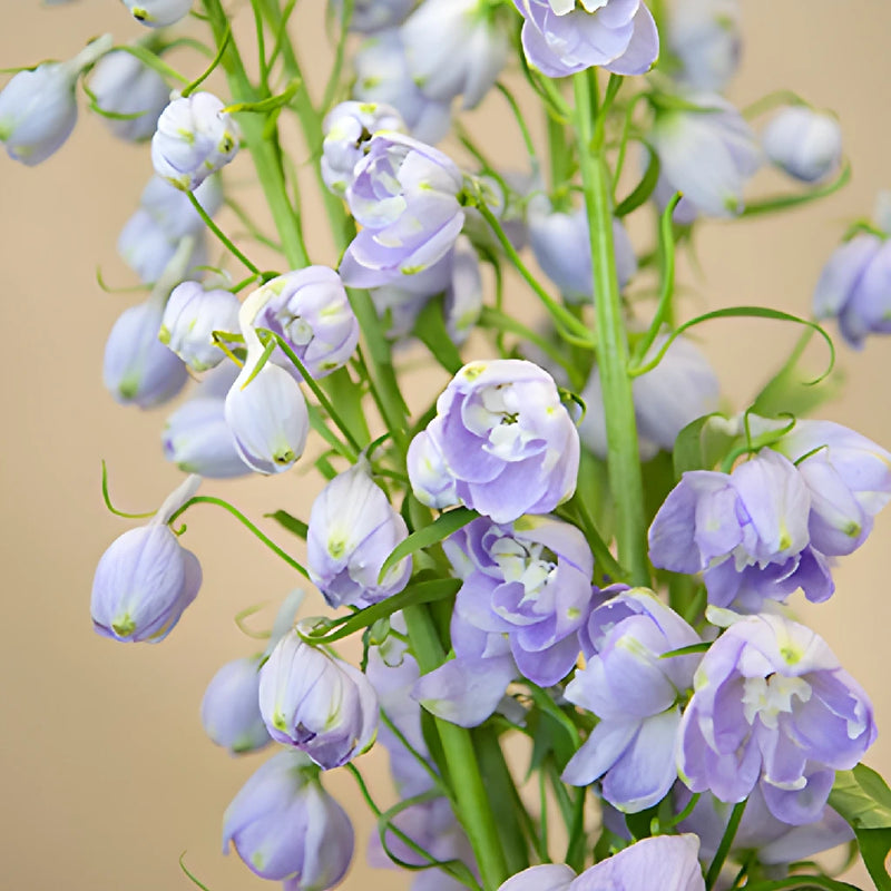 buy lavender plants in bulk Buy Wholesale Fresh Lavender Breeze Delphinium Flowers in Bulk