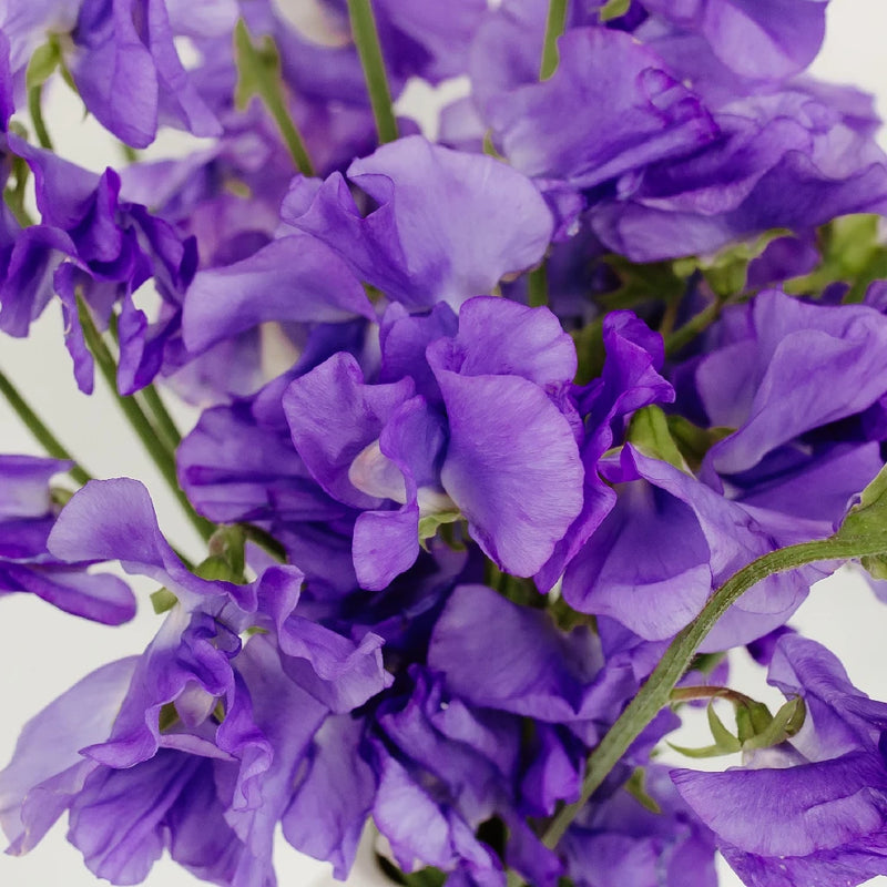 Lavender Flower Sweet Pea Close Up - Image