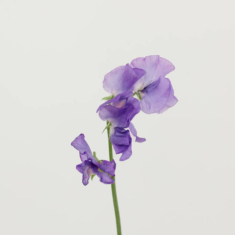 Lavender Flower Sweet Pea Stem - Image