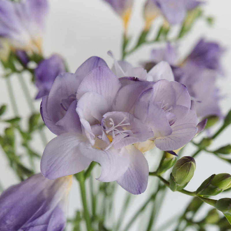 Lavender Freesia Flower Close Up - Image
