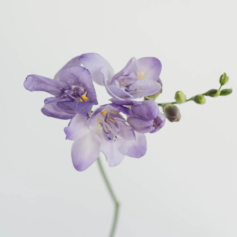 Lavender Freesia Flower Stem - Image