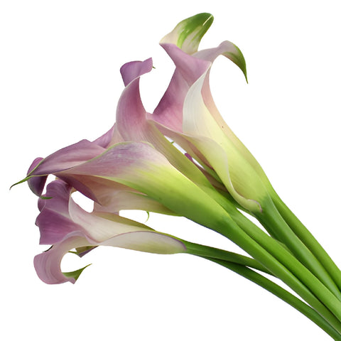 Lavender Blush Mini Calla Lily Flower