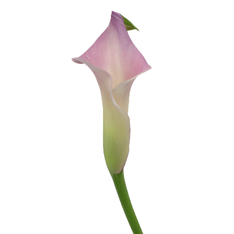 Lavender Blush Mini Calla Lily Flower