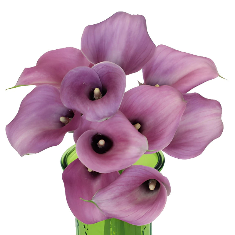 Lavender Mini Calla Lily Flower