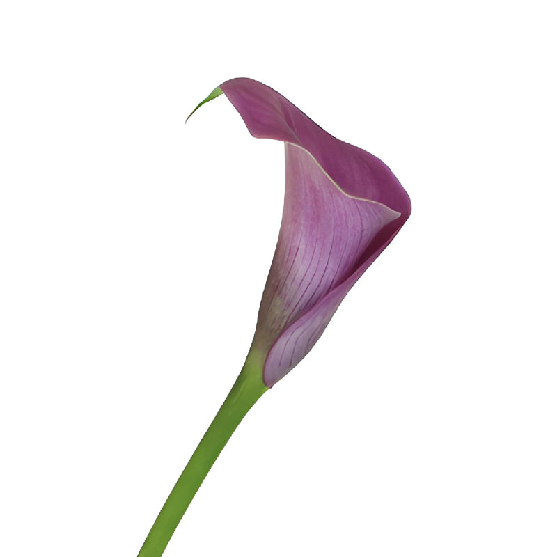 Lavender Mini Calla Lily Flower