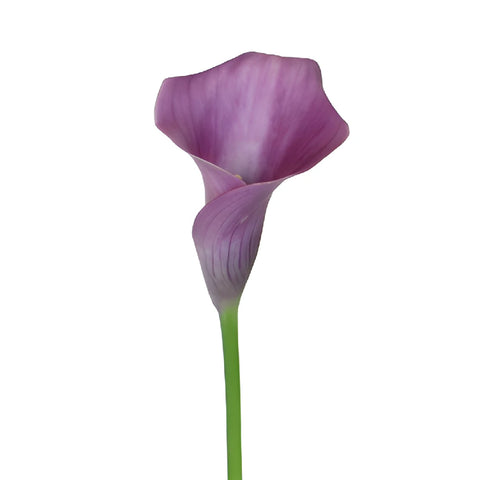 Lavender Mini Calla Lily Flower