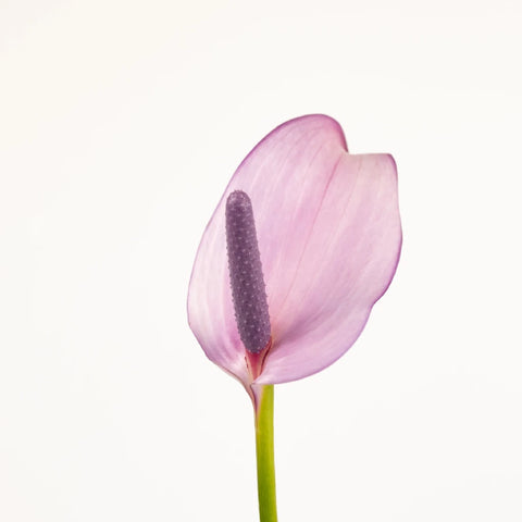 Lavender Lady Designer Anthurium Flower Close Up - Image