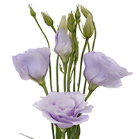 Lavender Lisianthus Wholesale Flower Close Up - Image