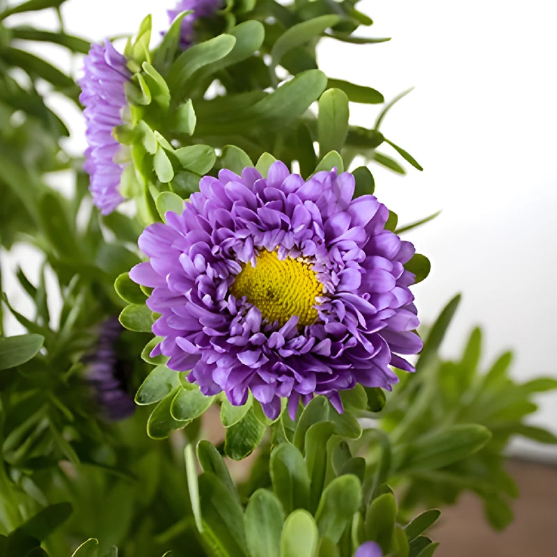 Lavender Matsumoto Flowers Stem - Image