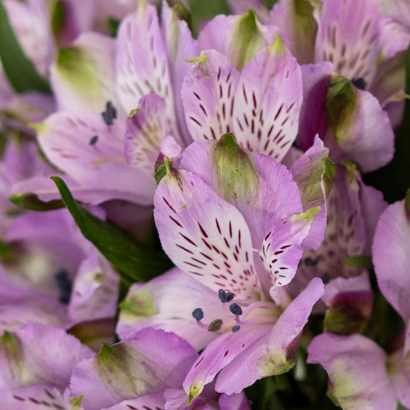 Lavender Peruvian Lilies Close Up - Image
