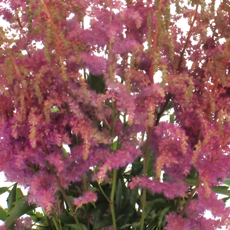 Amethyst Astilbe Texture Flower May to October