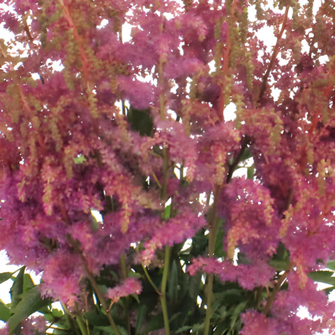 Amethyst Astilbe Texture Flower May to October