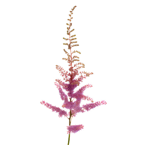 Amethyst Astilbe Texture Flower May to October