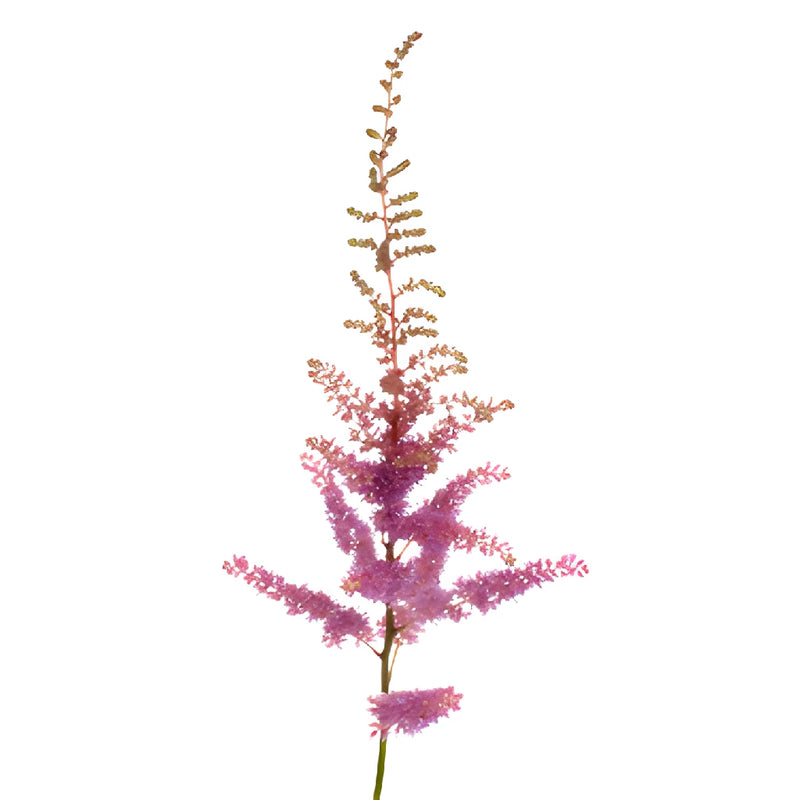 Amethyst Astilbe Texture Flower May to October