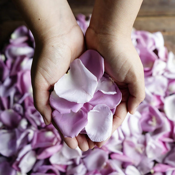 lavender flower petals Buy Wholesale Lavender Fresh Rose Petals in Bulk