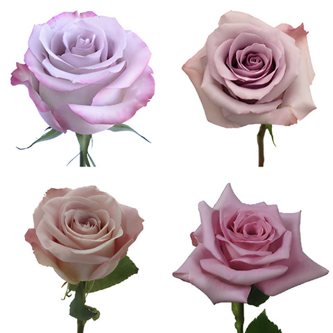 lavender roses to plant Buy Wholesale Lavender Roses in Bulk