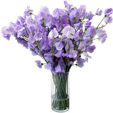 Lavender Designer Japanese Sweet Pea Flowers